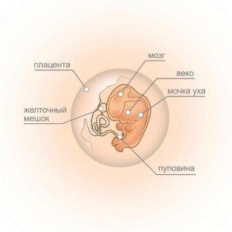 Что может показать узи на 5 неделе беременности