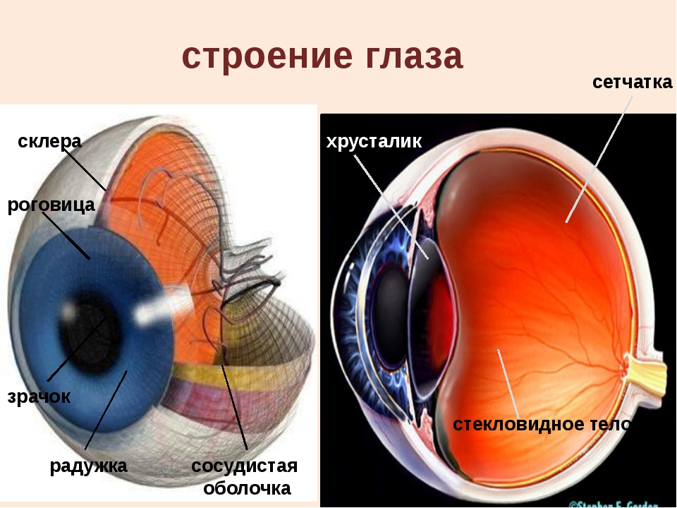 К оптической системе глаза относятся роговица хрусталик. Строение глаза сбоку. Роговица хрусталик стекловидное тело. Строение глаза сетчатка роговица хрусталик. Склера роговица радужка.