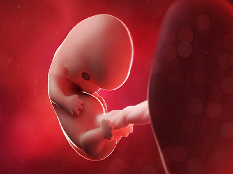 Ребенок ребенка 6 8 недель. Зародыш 6-7 недель беременности. Эмбрион на 8 неделе беременности. Эмбрион на 7-8 недели беременности.