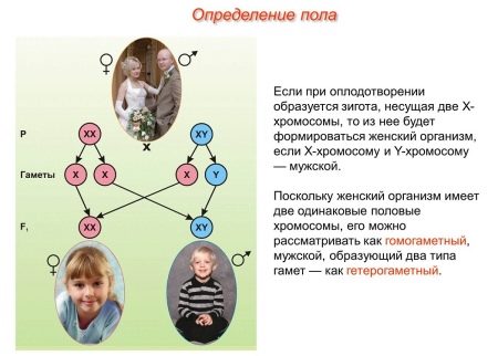 На какой неделе беременности можно узнать пол ребенка на узи точно