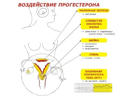 Прогестерон при беременности — нормы, низкий и высокий уровень