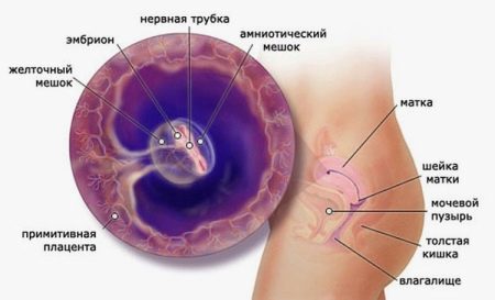 5 недель и 4 дня беременности узи увидит ли эмбрион